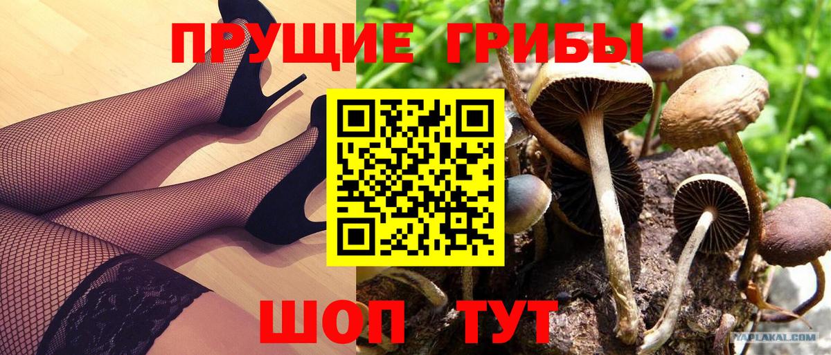 закладки  Псилоцибиновые грибы ЛСД  Вход с VPN  Кольчугино  Галлюциногенные грибы мицелий 